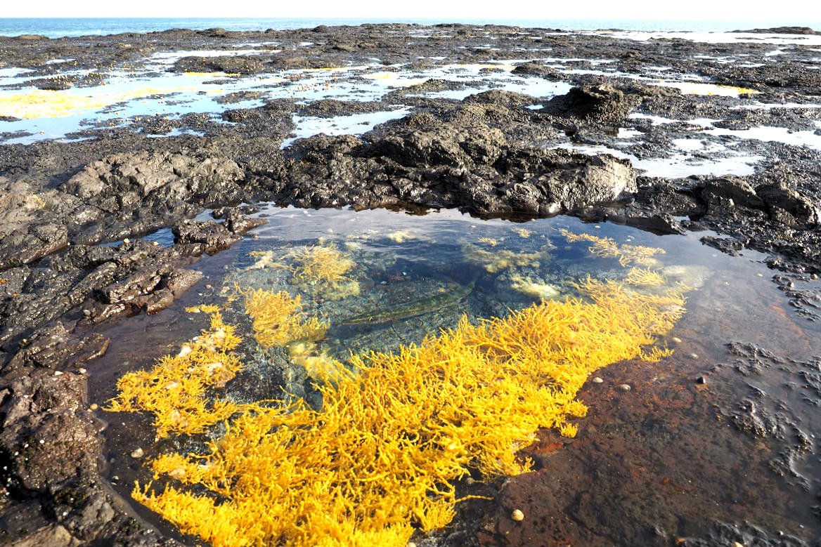 Pike in a rockpool at the Gunnery Rocks