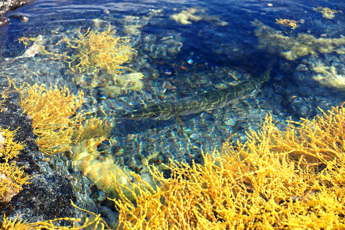 A Pike at the Gunnery Rocks