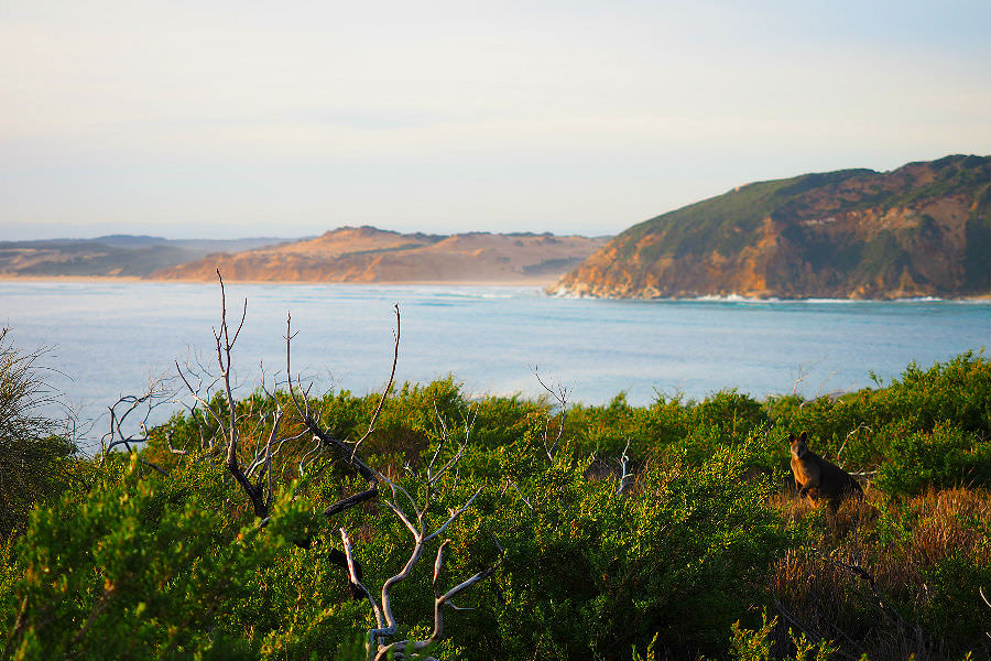 Kangaroo with a view at Tongue Point
