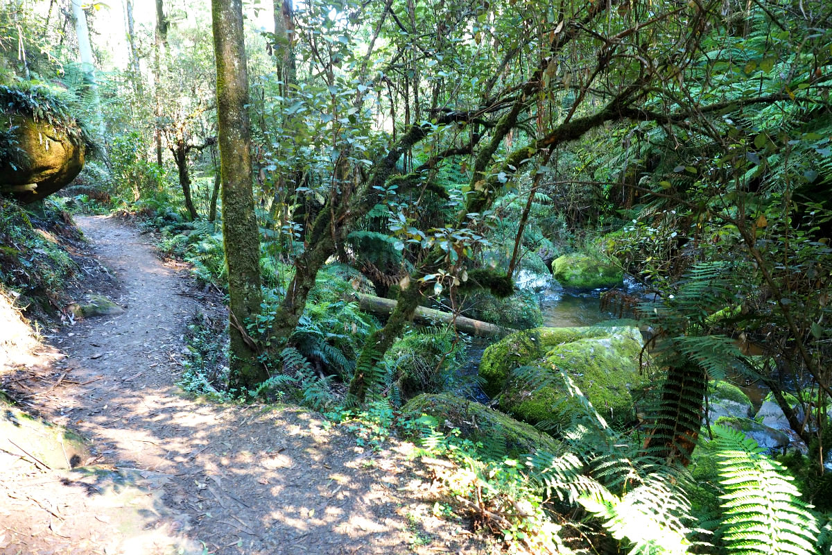 Toorongo Falls Trail