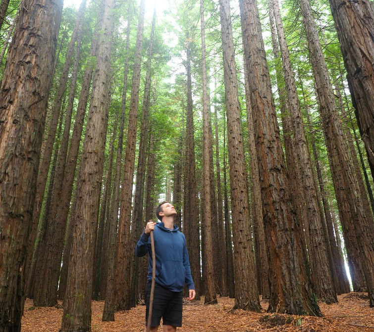 East Warburton Redwood Forest