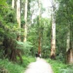 1000 Steps Dandenong