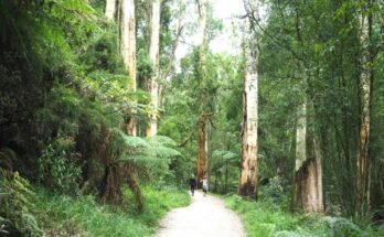 1000 Steps Dandenong