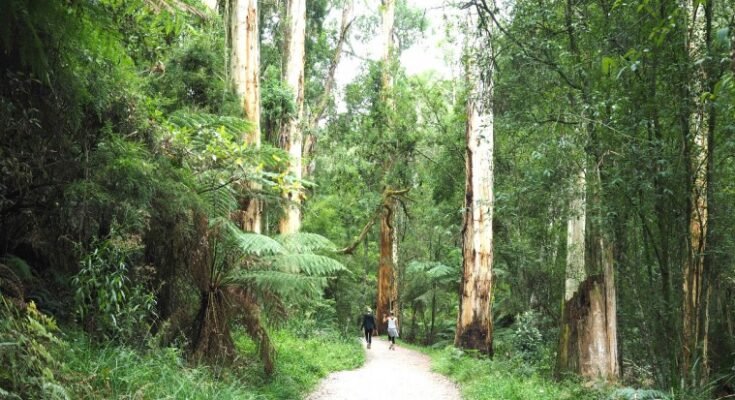 1000 Steps Dandenong