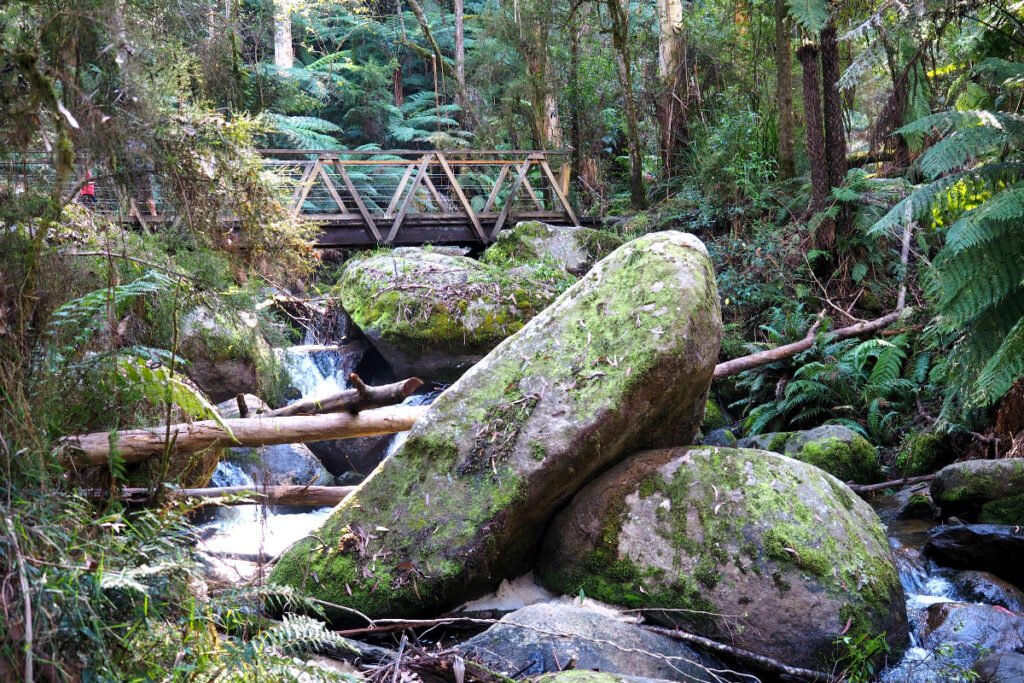 Footbridge crossing the Toorongo River – stunning views above & below.