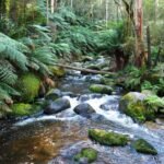 Toorongo River