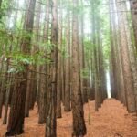 East Warburton Redwoods