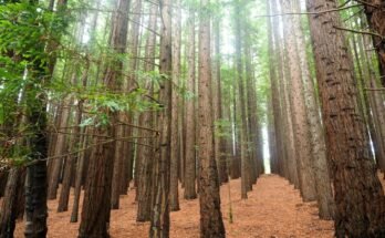 East Warburton Redwoods