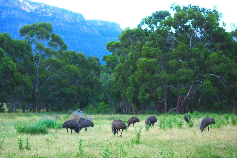 A mob of Emus busy feeding in the late afternoon.