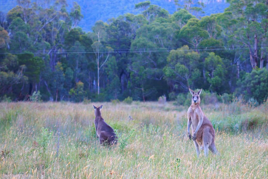 A large male Kangaroo wondering why we’re taking photos of him.